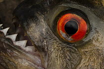 Black Piranha (Serrasalmus rhombeus) eye and teeth, Rewa River, Guyana
