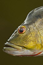 Peacock Bass (Cichla ocellaris), Rewa River, Guyana