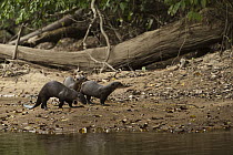 Giant River Otter (Pteronura brasiliensis) trio on riverbank, Rewa River, Guyana