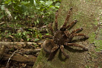 Goliath Bird-eating Spider (Theraphosa blondi) on tree trunk, Rewa River, Guyana