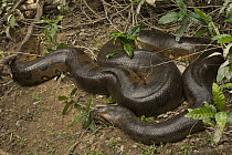 Green Anaconda (Eunectes murinus), Rewa River, Iwokrama Rainforest Reserve, Guyana