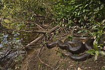 Green Anaconda (Eunectes murinus) on riverbank, Rewa River, Iwokrama Rainforest Reserve, Guyana
