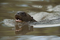 Giant River Otter (Pteronura brasiliensis) swimming, Karanambu Trust, Rupununi, Guyana