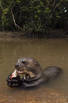 Giant River Otter (Pteronura brasiliensis) eating fish, Karanambu Trust, Rupununi, Guyana