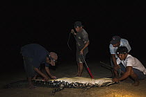 Black Caiman (Melanosuchus niger) getting measured at night, Rupununi, Guyana