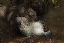 Giant River Otter (Pteronura brasiliensis) eating Black Piranha (Serrasalmus rhombeus), Karanambu Trust, Rupununi, Guyana