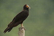 Greater Yellow-headed Vulture (Cathartes melambrotus), Rupununi, Guyana