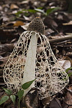 Stinkhorn (Phallus sp) mushroom, Rupununi, Guyana