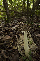 Stinkhorn (Phallus indusiatus) mushroom growing in leaf litter, Rupununi, Guyana