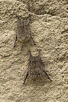Proboscis Bat (Rhynchonycteris naso) pair roosting on rock, Rupununi, Guyana
