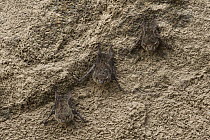 Proboscis Bat (Rhynchonycteris naso) trio roosting on rock, Rupununi, Guyana