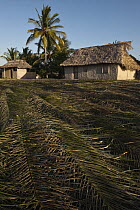 Palm leaves used for thatch by Macushi people, Yupukari Village, Rupununi, Guyana