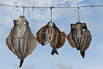 Fish dried by Macushi people, Yupukari Village, Rupununi, Guyana