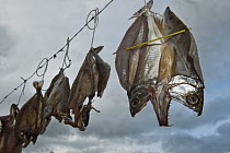 Fish dried by Macushi people, Yupukari Village, Rupununi, Guyana