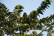 Guianan Red Howler Monkey (Alouatta macconnelli) in tree, Guyana