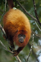 Guianan Red Howler Monkey (Alouatta macconnelli), Guyana