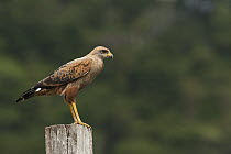 Savannah Hawk (Buteogallus meridionalis), Rupununi, Guyana