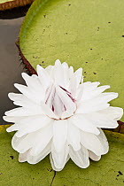 Amazon Water Lily (Victoria amazonica) flower in permanent ponds in savannah, Rupununi, Guyana