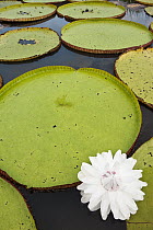 Amazon Water Lily (Victoria amazonica) flower in permanent ponds in savannah, Rupununi, Guyana