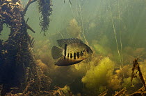 Banded Cichlid (Cichlasoma severum) in aquatic vegetation, Rupununi, Guyana
