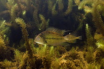 Demon Fish (Satanoperca leucosticta) in aquatic vegetation, Rupununi, Guyana