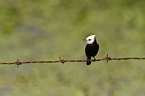 White-headed Marsh-Tyrant (Arundinicola leucocephala) male on barbed-wire fence, Rupununi, Guyana