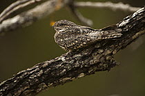 Common Nighthawk (Chordeiles minor) camouflaged on branch, Rupununi, Guyana