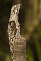 Common Potoo (Nyctibius griseus) camouflaged on stump, Rupununi, Guyana