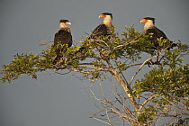 Crested Caracara (Caracara cheriway) trio, Rupununi, Guyana
