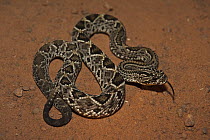 Rupununi Rattlesnake (Crotalus durissus trigonicus), Rupununi, Guyana