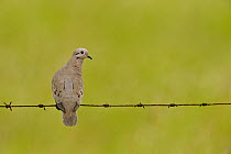 Eared Dove (Zenaida auriculata), Rupununi, Guyana