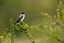 Fork-tailed Flycatcher (Tyrannus savana), Rupununi, Guyana