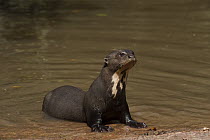 Giant River Otter (Pteronura brasiliensis), Karanambu Trust, Rupununi, Guyana