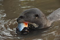 Giant River Otter (Pteronura brasiliensis) eating fish, Karanambu Trust, Rupununi, Guyana