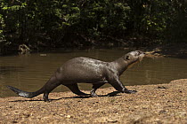 Giant River Otter (Pteronura brasiliensis) walking on shore, Karanambu Trust, Rupununi, Guyana