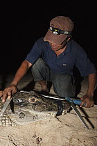 Black Caiman (Melanosuchus niger) researcher measuring head length, Rupununi, Guyana