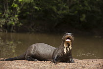 Giant River Otter (Pteronura brasiliensis) in defensive posture, Karanambu Trust, Rupununi, Guyana