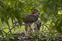 Ornate Hawk-Eagle (Spizaetus ornatus) and juvenile in nest, Surama, Guyana