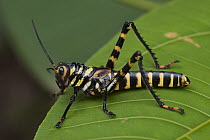 Lubber Grasshopper (Tropidacris sp), Iwokrama Rainforest Reserve, Guyana