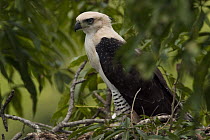 Ornate Hawk-Eagle (Spizaetus ornatus) juvenile in nest, Surama, Guyana