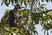 Ornate Hawk-Eagle (Spizaetus ornatus), Surama, Guyana