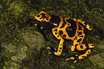 Yellow-banded Poison Dart Frog (Dendrobates leucomelas), Surama, Guyana