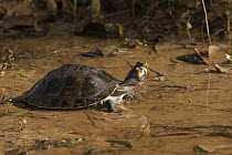 Yellow-spotted Amazon River Turtle (Podocnemis unifilis) in shallow water, Iwokrama Rainforest Reserve, Guyana