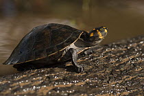Yellow-spotted Amazon River Turtle (Podocnemis unifilis), Iwokrama Rainforest Reserve, Guyana