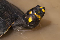 Yellow-spotted Amazon River Turtle (Podocnemis unifilis) in water, Iwokrama Rainforest Reserve, Guyana