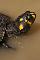 Yellow-spotted Amazon River Turtle (Podocnemis unifilis) in water, Iwokrama Rainforest Reserve, Guyana