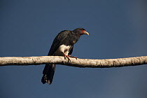Red-throated Caracara (Daptrius americanus), Iwokrama Rainforest Reserve, Guyana