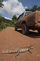 Spectacled Caiman (Caiman crocodilus) dead on road, Iwokrama Rainforest Reserve, Guyana