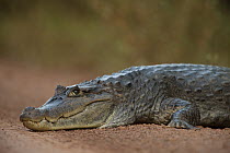 Spectacled Caiman (Caiman crocodilus) on road, Iwokrama Rainforest Reserve, Guyana