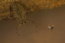 Giant Water Bug (Lethocerus sp), Iwokrama Rainforest Reserve, Guyana